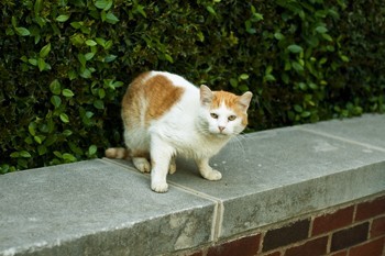 Letter to the Editor: Clarifying Feral Cat Program at SMU article
