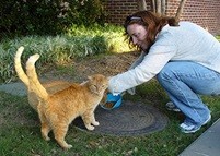 Feral Cat Program at SMU supported by invisible community
