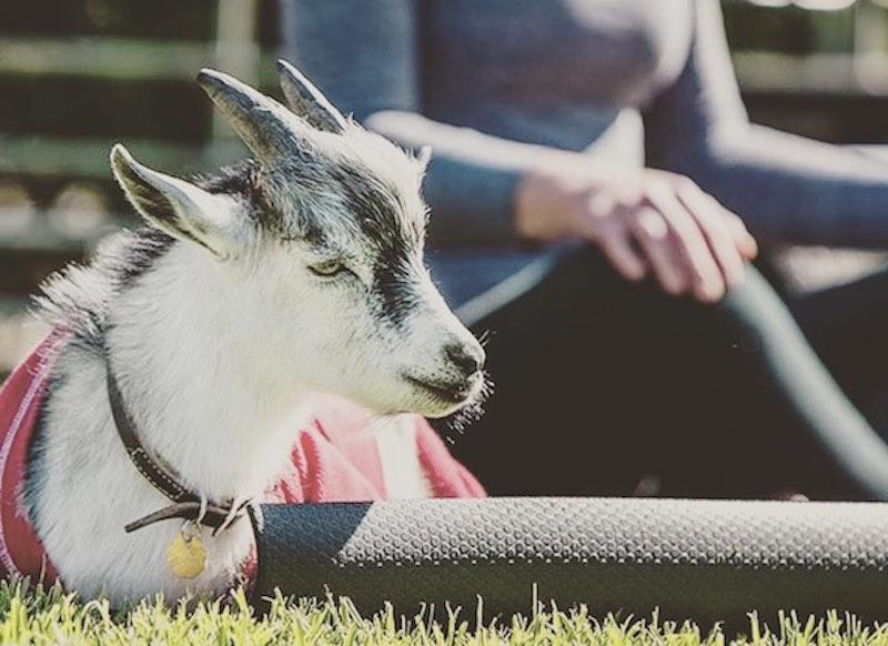 Join Goat Yoga for an Earth Celebration at Fair Park
